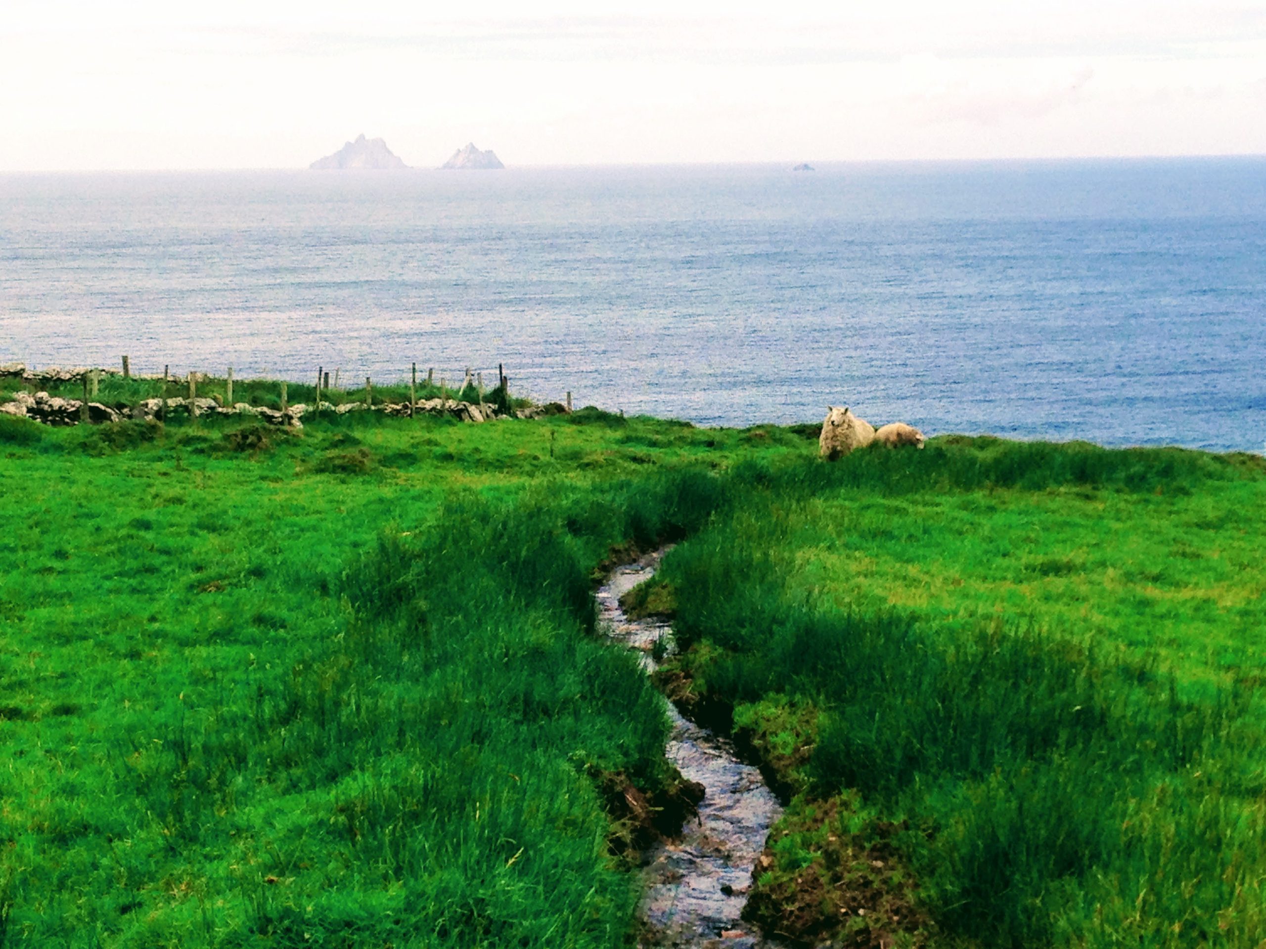 Sheep and Skelligs
